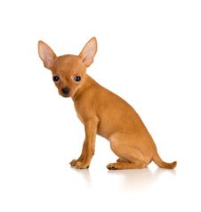 Sitting Dog Russian Toy Terrier Royalty Free Stock Images
