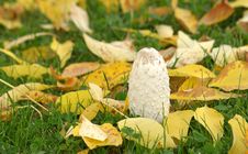 White Mushroom And Yellow Leaves Royalty Free Stock Photo White Mushroom And Yellow Leaves Royalty Free Stock Photo