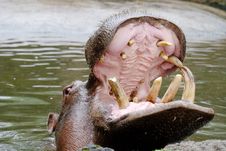 Hippo Stock Images
