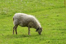 Sheep Eating Grass In A Field Royalty Free Stock Photography Sheep Eating Grass In A Field Royalty Free Stock Photography