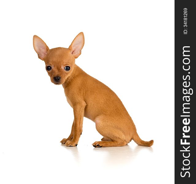 Sitting dog Russian toy terrier on white