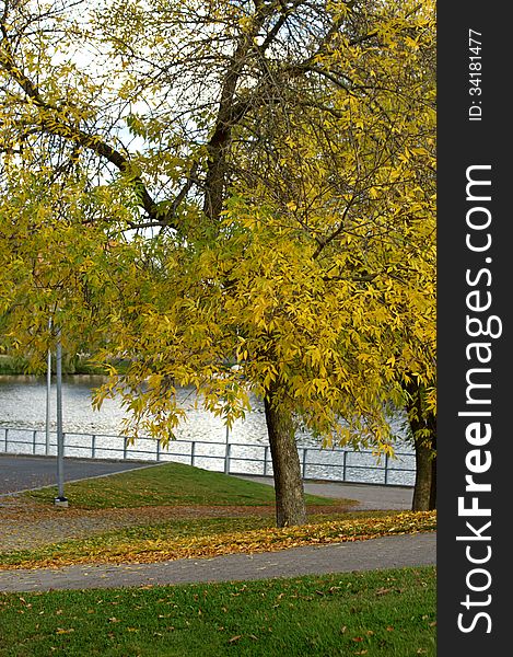Yellow autumn in a parkby a lake