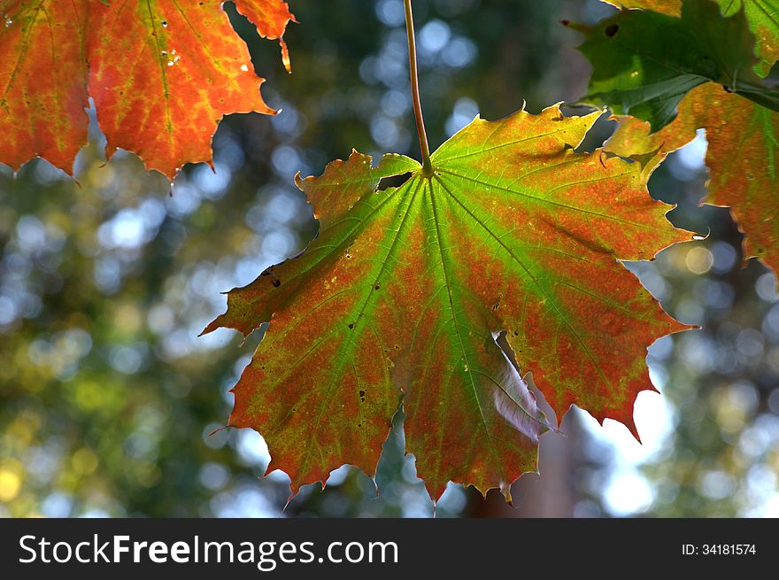 Colourful maple leaves in green, orange and red