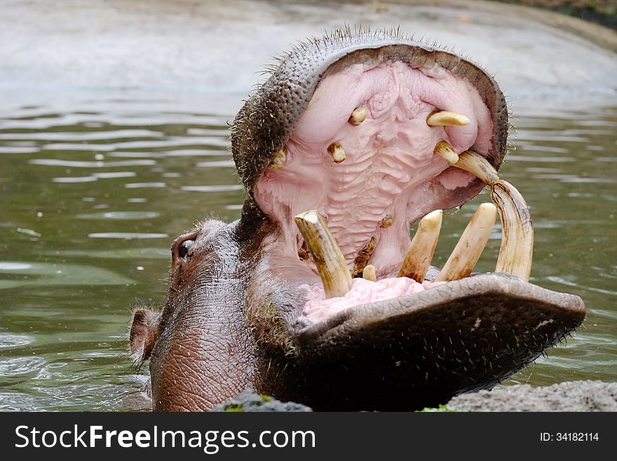 A hippo open his mouth in a pond