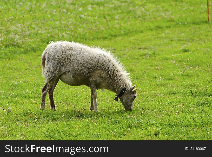 Sheep Eating Grass In A Field