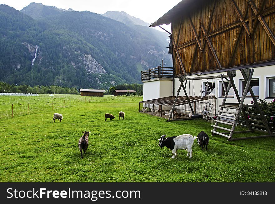 Goat and sheep in the farm