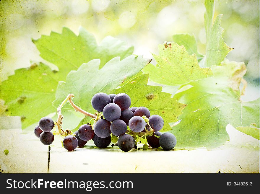 Vintage photo grapes on colorful autumn background