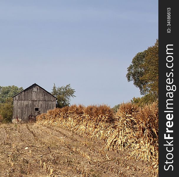 Corn Shocks Drying In A Field