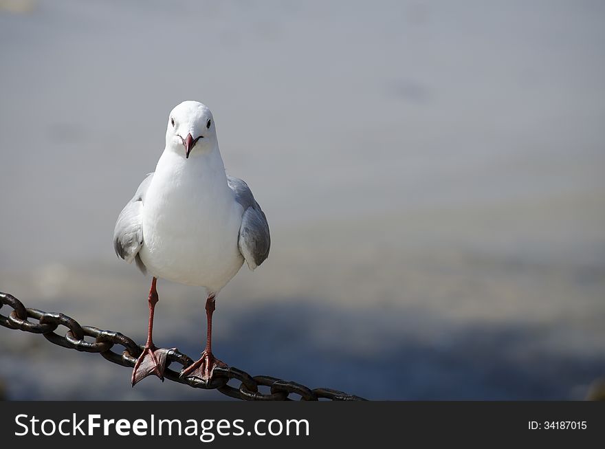 Close up of a seagull at Houtbay Cape Town. Close up of a seagull at Houtbay Cape Town