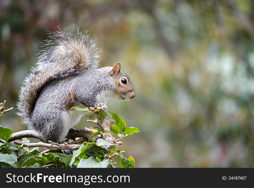 Cape Grey Squirrel sitting on Bougainvillea