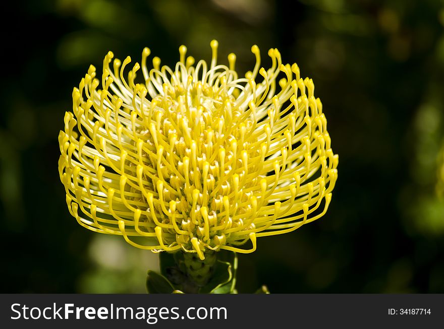 Leucospermum - Pincushion protea in Cape Town South Africa