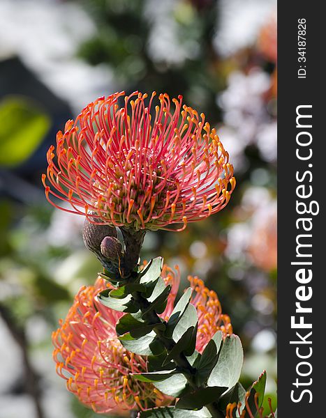 Leucospermum - Pincushion protea in Cape Town South Africa