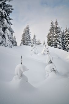 Winter In The Mountain Forest Royalty Free Stock Photo Winter In The Mountain Forest Royalty Free Stock Photo