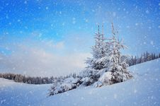 Spruce In A Mountain Valley Royalty Free Stock Photo Spruce In A Mountain Valley Royalty Free Stock Photo
