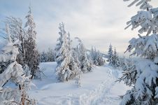 Winter Forest Royalty Free Stock Photography Winter Forest Royalty Free Stock Photography