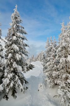 Winter Forest Royalty Free Stock Images Winter Forest Royalty Free Stock Images