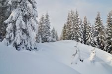 Winter In The Mountain Forest Stock Photography Winter In The Mountain Forest Stock Photography