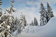 Winter In The Mountain Forest Stock Images
