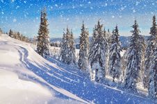 Coniferous Forest In Winter In Mountains Royalty Free Stock Images Coniferous Forest In Winter In Mountains Royalty Free Stock Images