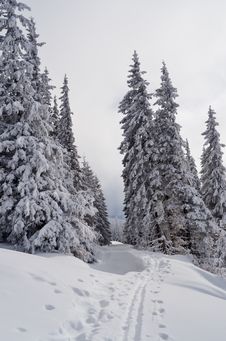 Ski Track In The Forest Royalty Free Stock Photo Ski Track In The Forest Royalty Free Stock Photo