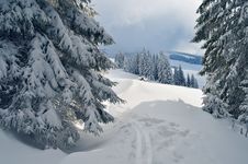 Ski Track In The Forest Royalty Free Stock Photography Ski Track In The Forest Royalty Free Stock Photography