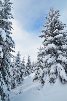 Winter Forest Stock Photos Winter Forest Stock Photos