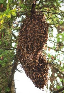 Honey Bee Colony Stock Images Honey Bee Colony Stock Images