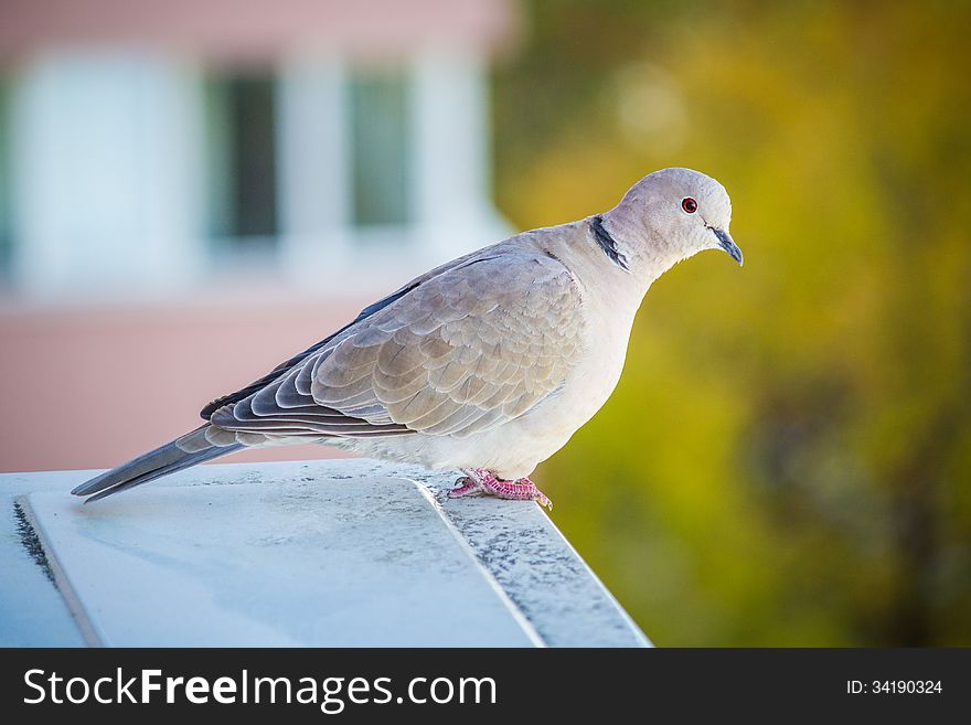 A beautiful light gray pigeon, sitting on an Air Conditioning unit, with colored blurry background. A beautiful light gray pigeon, sitting on an Air Conditioning unit, with colored blurry background.