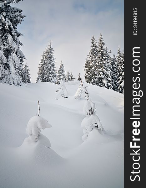 Winter landscape with young trees in a mountain forest. Winter landscape with young trees in a mountain forest