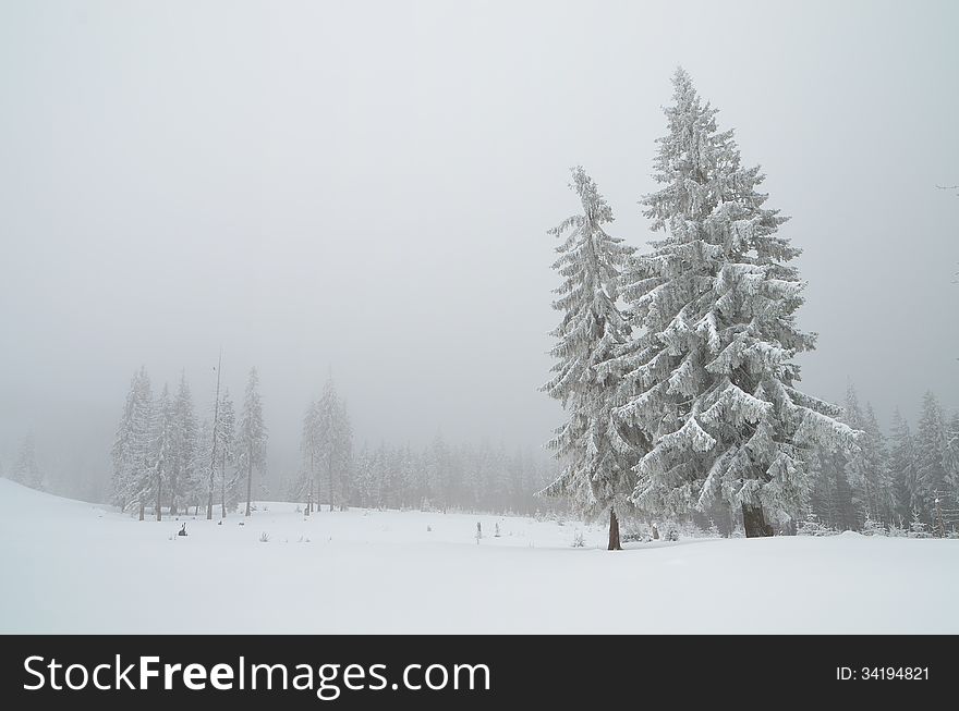 Winter landscape in a mountain forest cloudy day