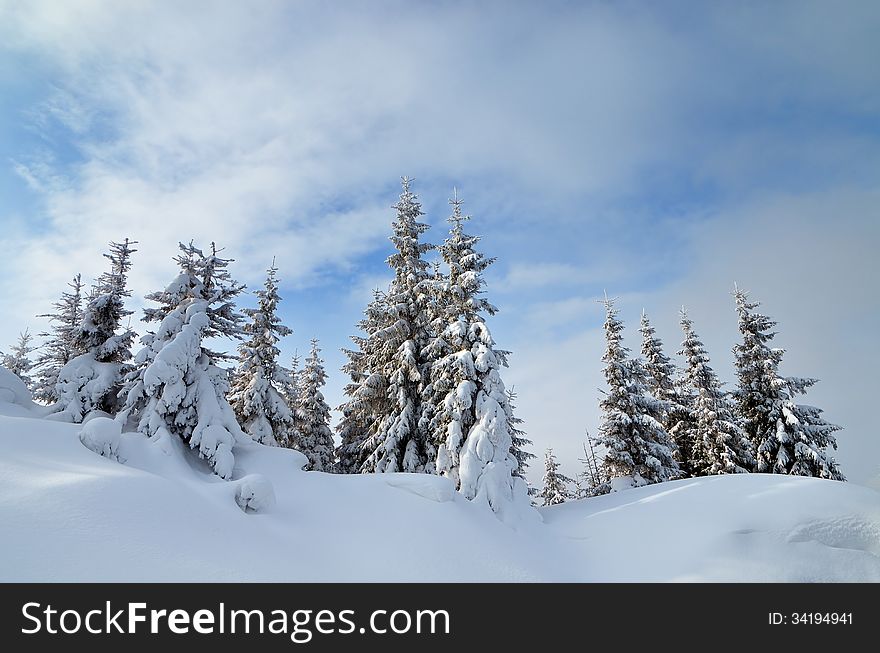Winter landscape with fresh snow in the mountain forest. Carpathians, Ukraine. Winter landscape with fresh snow in the mountain forest. Carpathians, Ukraine
