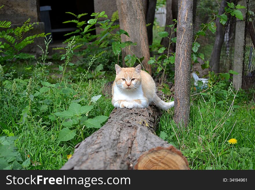 A beautiful cat sitting on a trunk. A beautiful cat sitting on a trunk