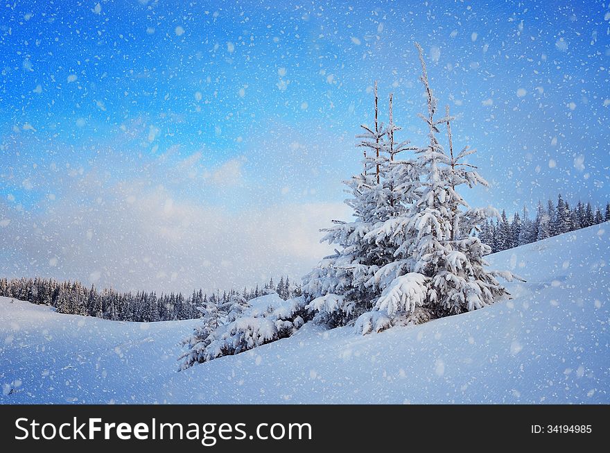 Snow-covered fir tree in a mountain valley. Christmas landscape. Snow-covered fir tree in a mountain valley. Christmas landscape