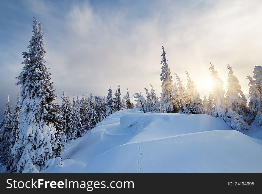 Winter landscape with the evening sun in the mountain forest. Winter landscape with the evening sun in the mountain forest