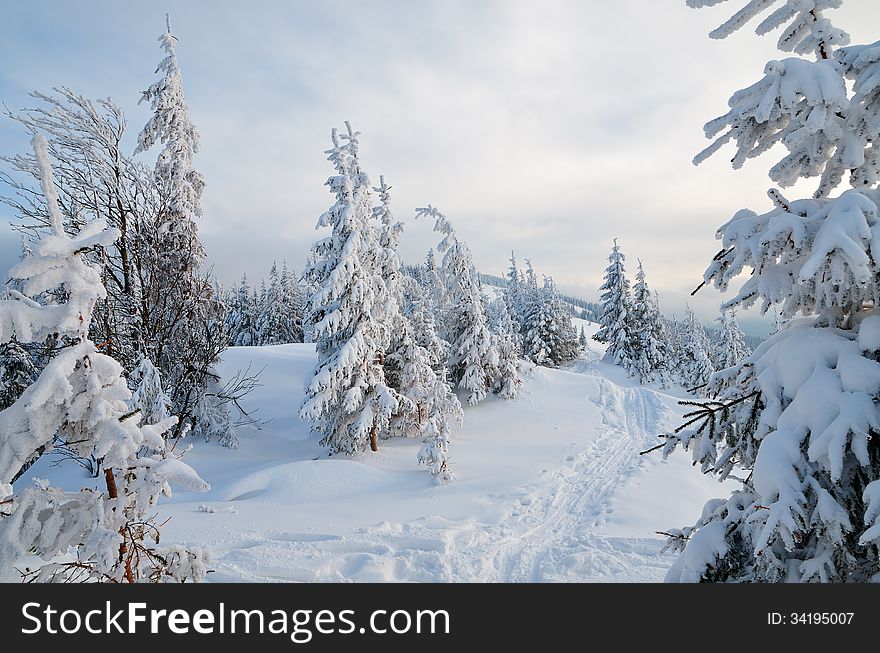 Winter forest in a mountain valley