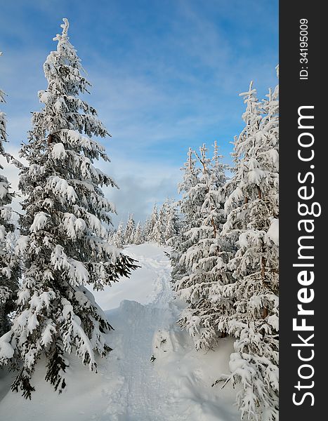 Winter forest in a mountain valley