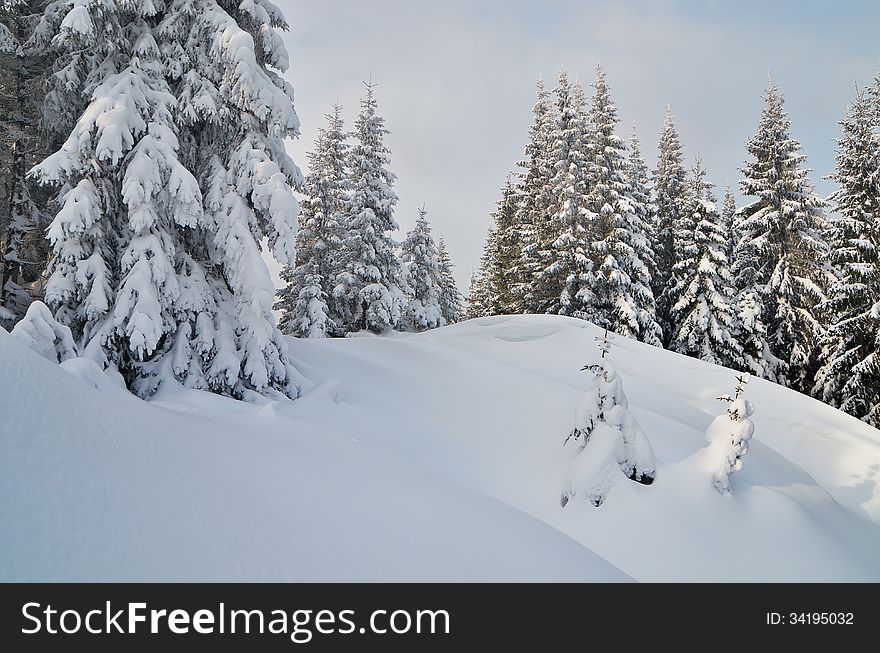 Winter mountain landscape with fir forest covered with snow. Carpathian mountains, Ukraine. Winter mountain landscape with fir forest covered with snow. Carpathian mountains, Ukraine
