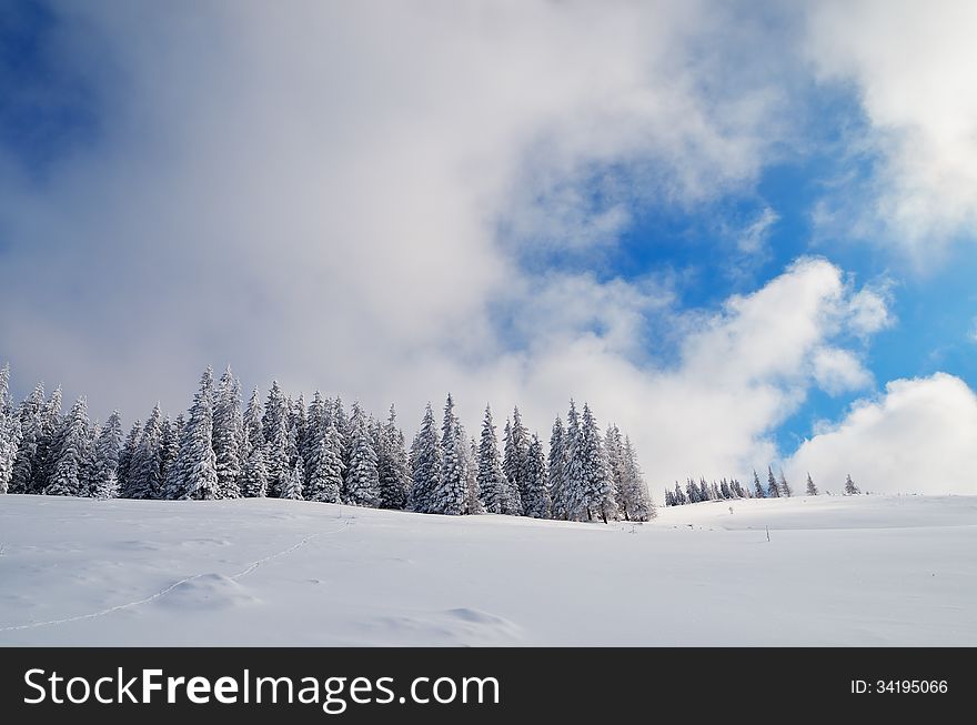 Winter landscape with fir trees in the mountains. Winter landscape with fir trees in the mountains