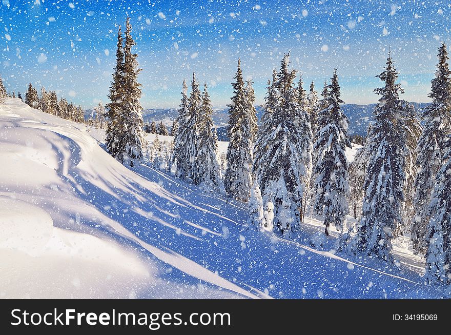 Coniferous Forest In Winter In Mountains