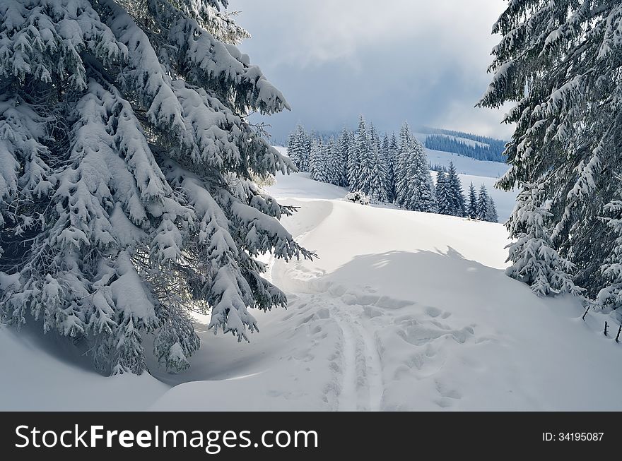Winter landscape with ski tracks in the mountain forest. Winter landscape with ski tracks in the mountain forest