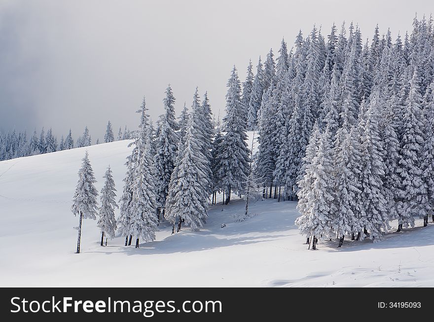 Winter landscape with snow-covered fir trees in the mountains. Winter landscape with snow-covered fir trees in the mountains