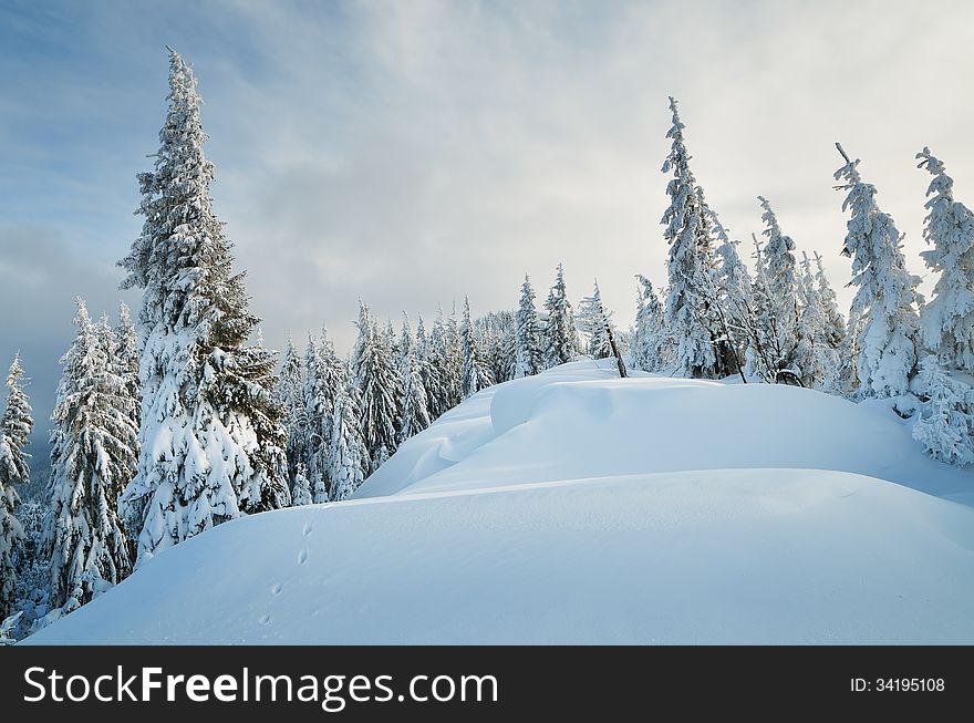 Winter landscape with snow dunes in a mountain forest. Carpathians, Ukraine