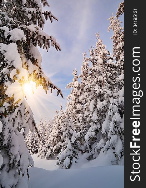 Evening winter landscape in a mountain forest. Evening winter landscape in a mountain forest