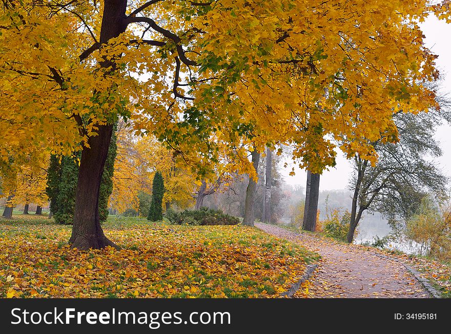 Autumn landscape in park with yellow maple trees. Autumn landscape in park with yellow maple trees