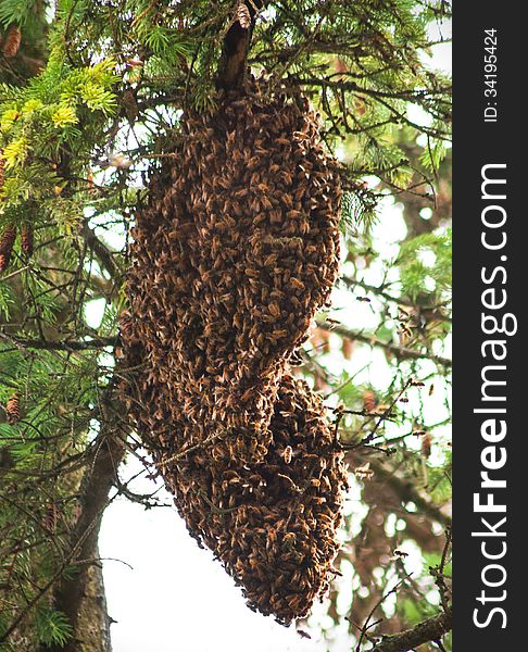 Large batch of bees covering there queen. Large batch of bees covering there queen