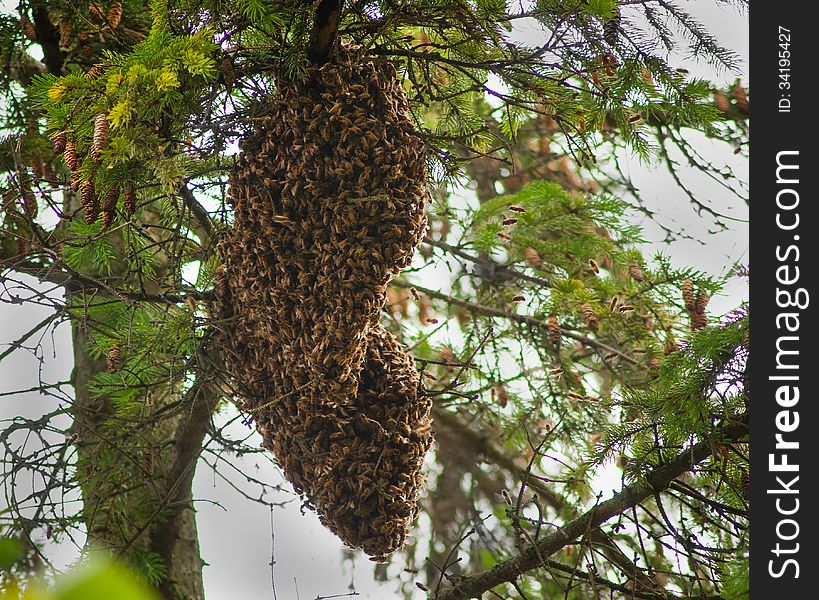 Large batch of bees covering there queen. Large batch of bees covering there queen
