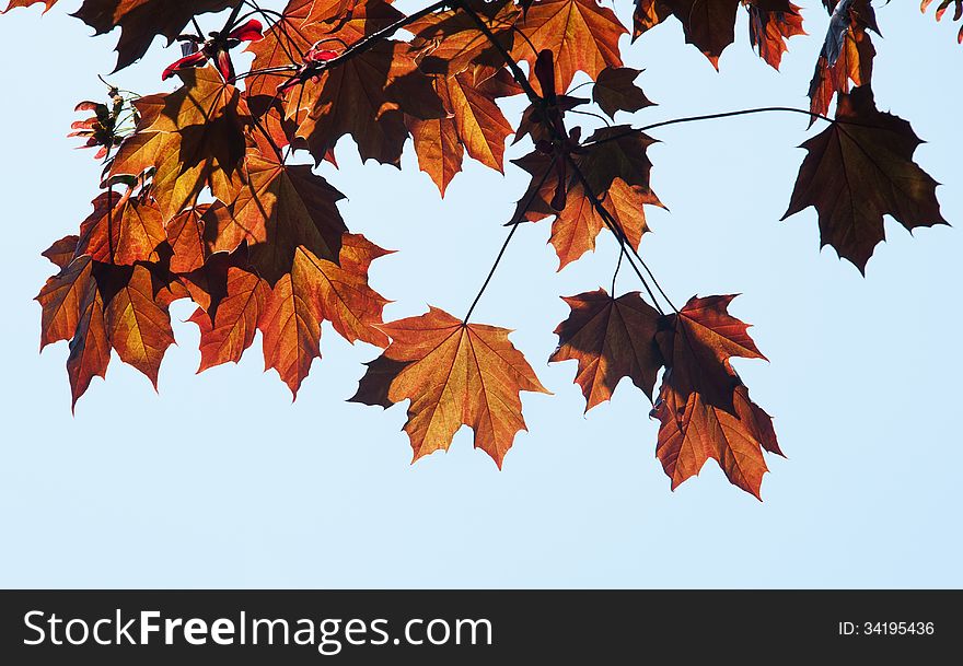Colorful faa leaves hanging from tree branch. Colorful faa leaves hanging from tree branch