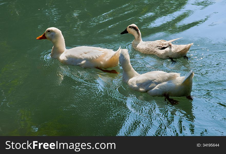 Geese in Michigan park creek. Geese in Michigan park creek