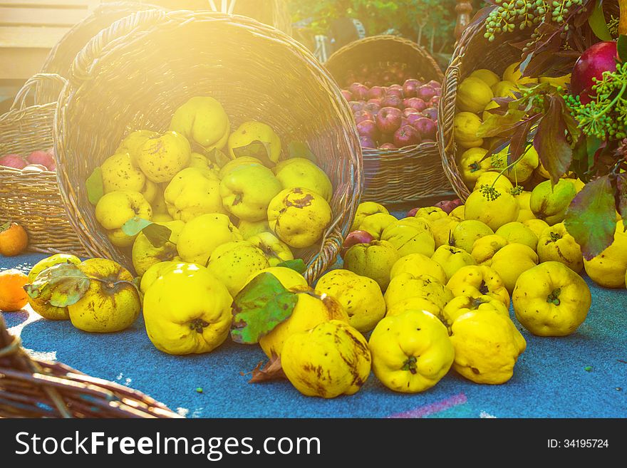 Sweet quinces with leaves in basket on blue fabric