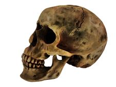 Human Skull Stock Photo Human Skull Stock Photo